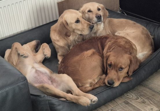 Dyna, Abby, Djoy, Fayah